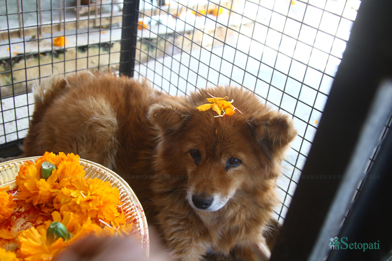 https://raracms.setopati.com/uploads/shares/2019/01/sujita/Kukur tihar  (1).jpg